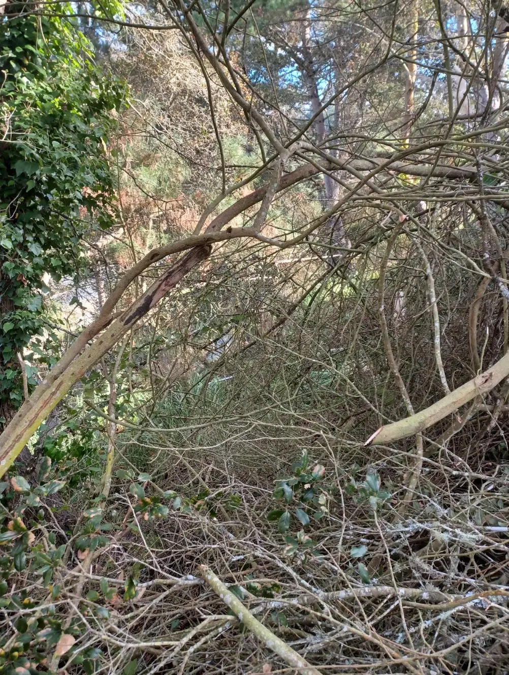 Overgrown wooded slope being cut back