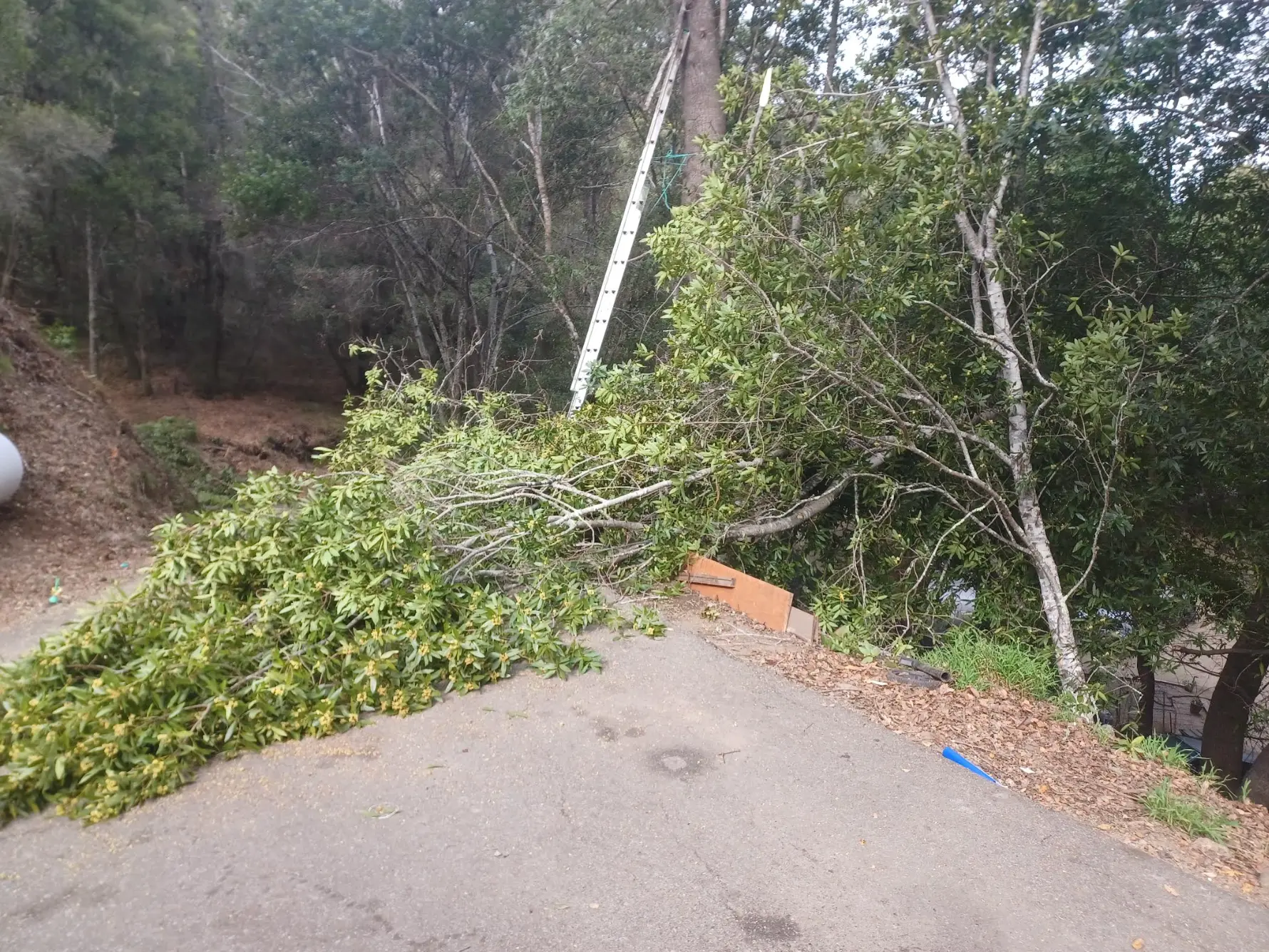 Cut limbs lowered onto a driveway during a tree trimming job