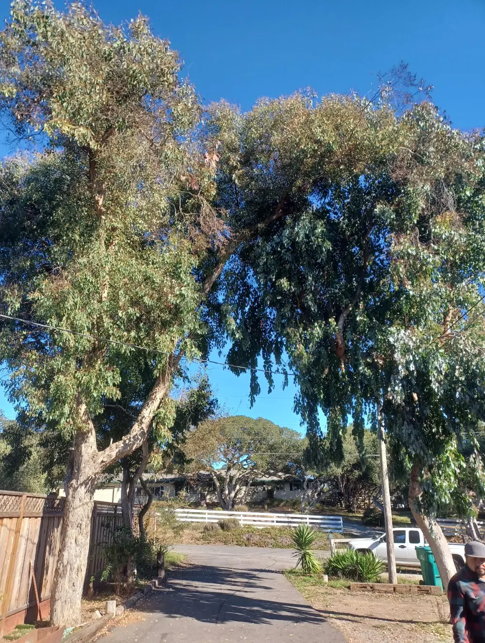 Large eucalyptus canopy over a residential driveway