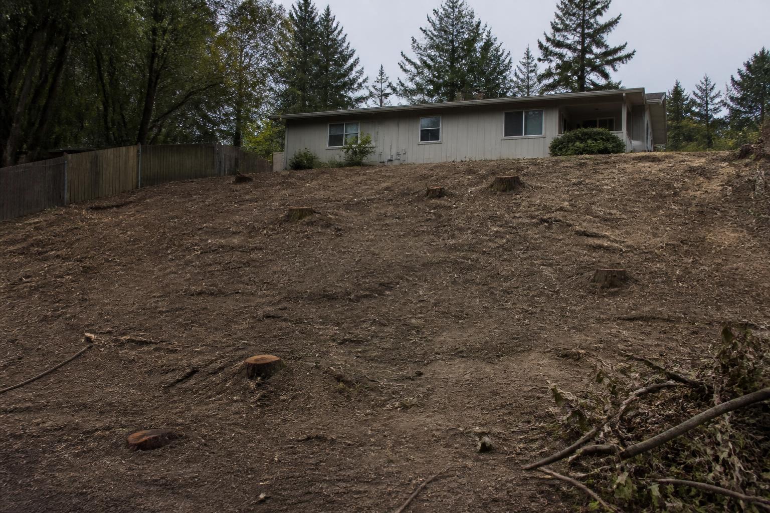 Hillside stripped of poison oak with bare soil and cut stubble
