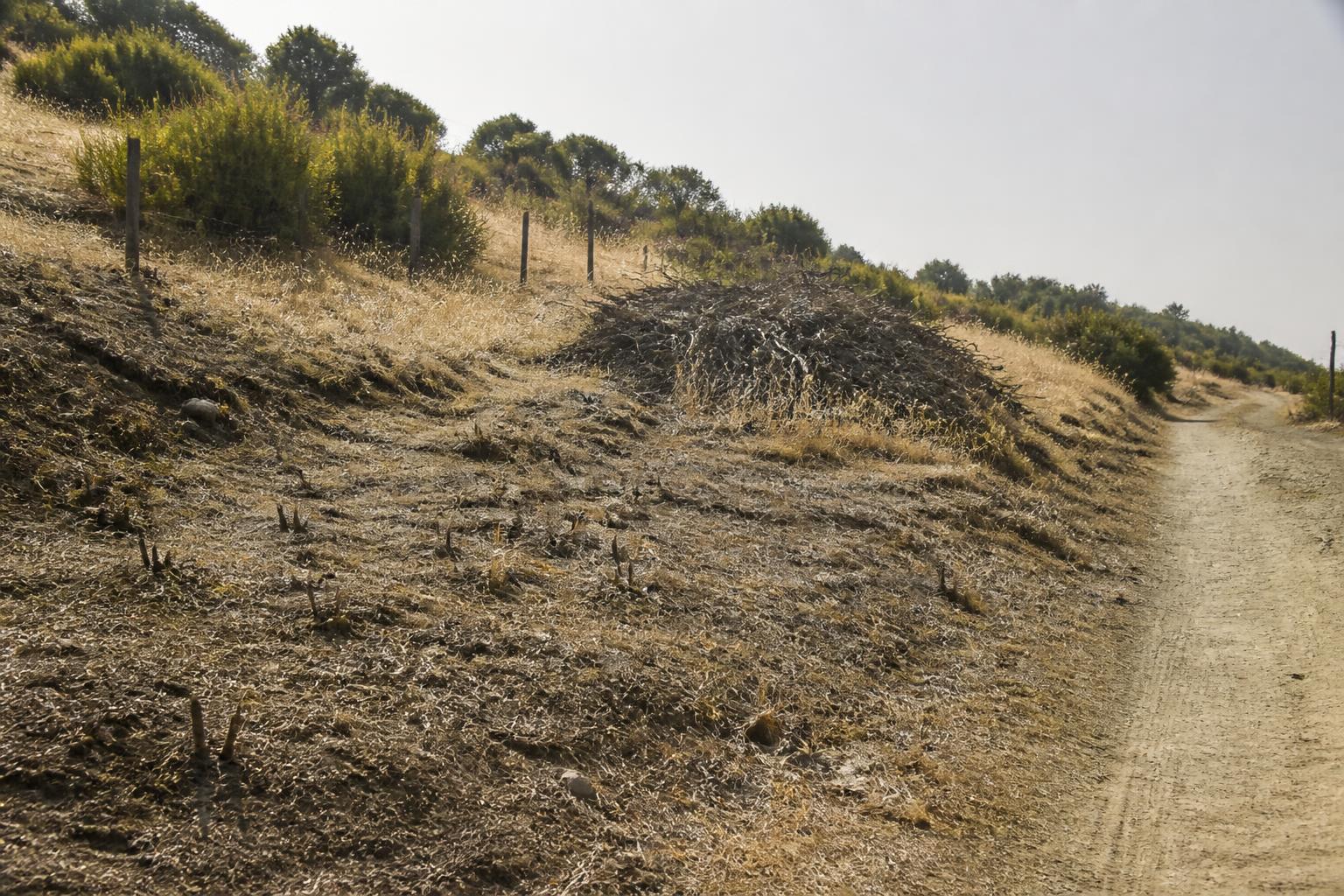 Hillside where invasive scotch broom has been cut and cleared