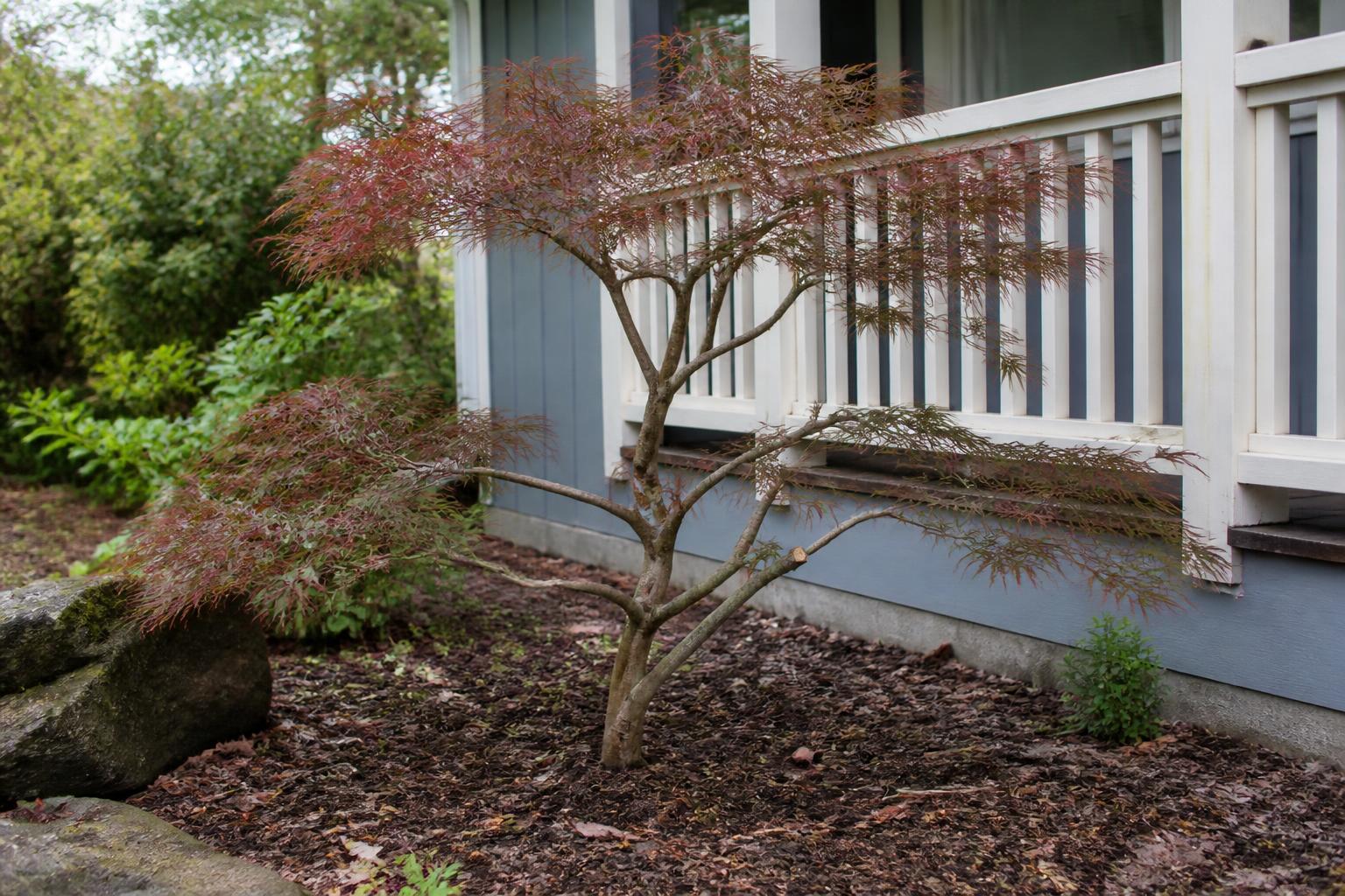 Ornamental tree pruned to an open structural shape