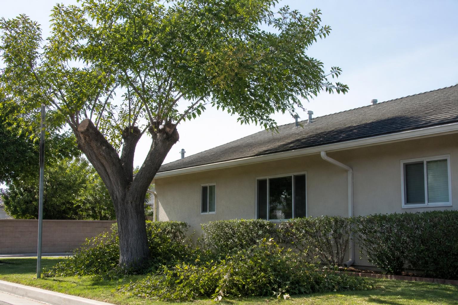 Canopy trimmed back off a roof and gutter line